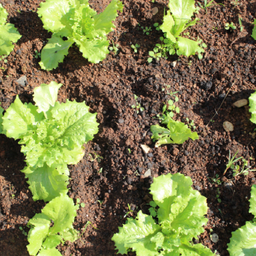 plantando-saude